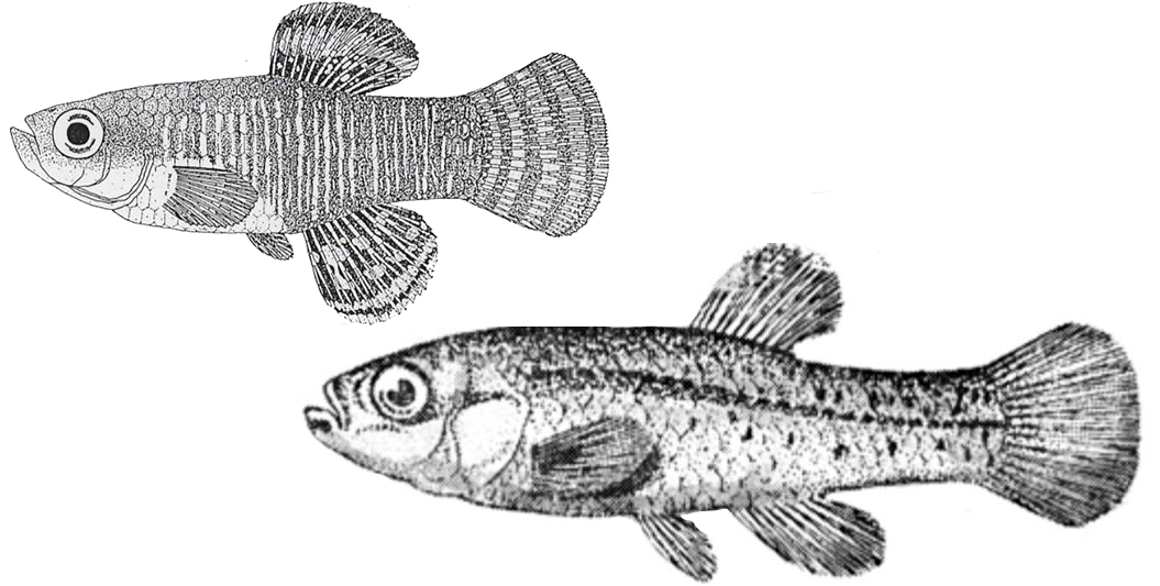 Aphanius iberus_01.jpg